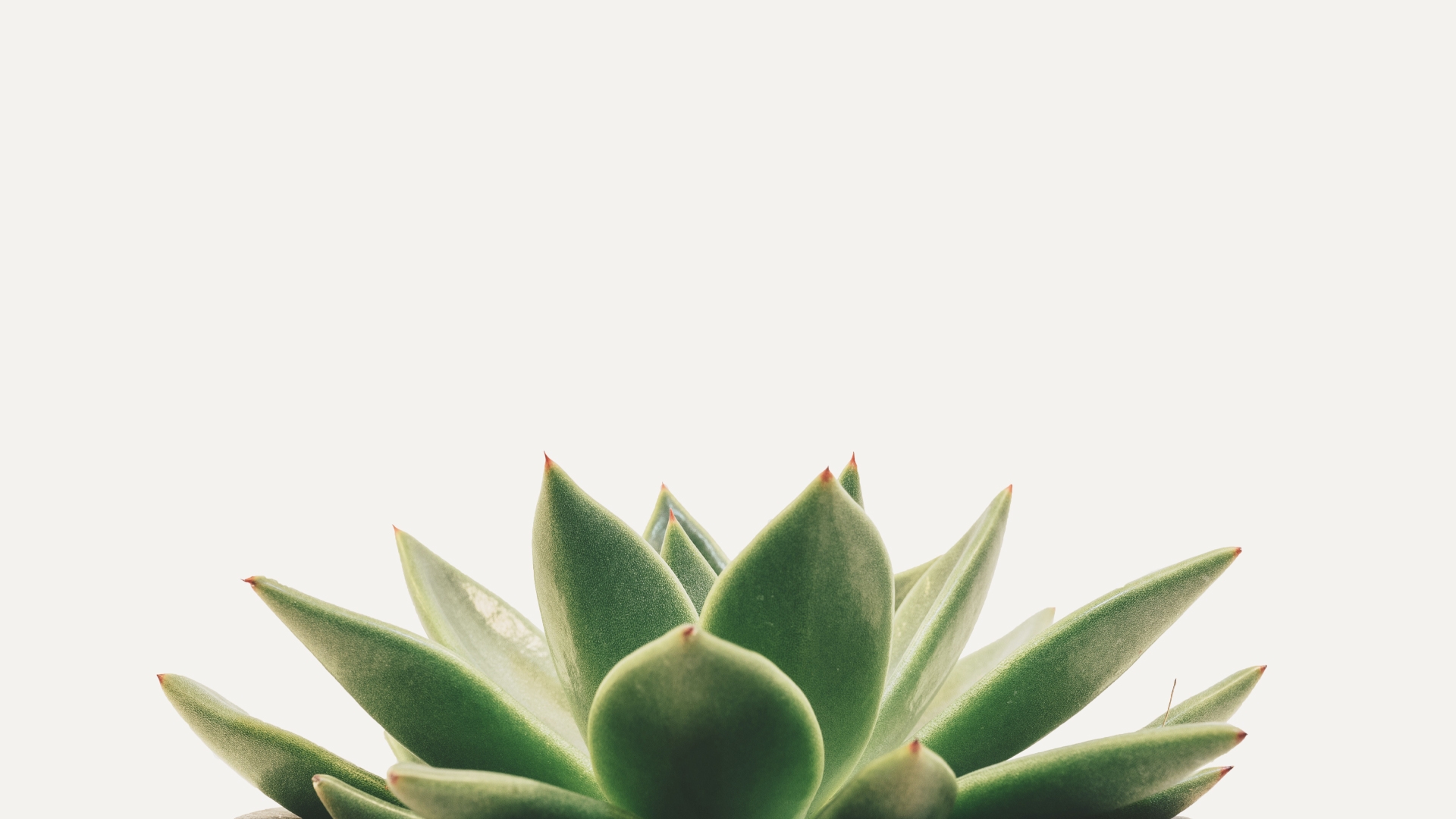 Fondo de header, imagen de una planta